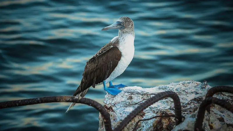 Turismo en las Islas Marías (17)